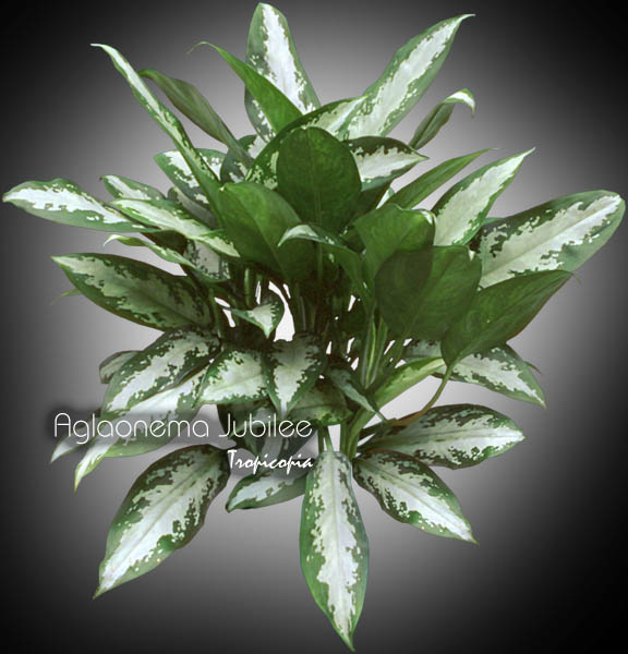 Aglaonema - Aglaonema 'Jubilee' - Chinese Evergreen